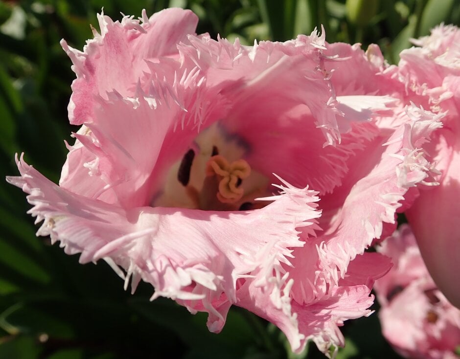 tulip 'Santander'