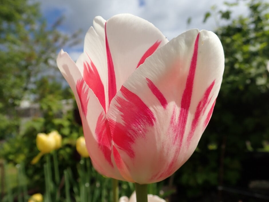tulip 'Sorbet'