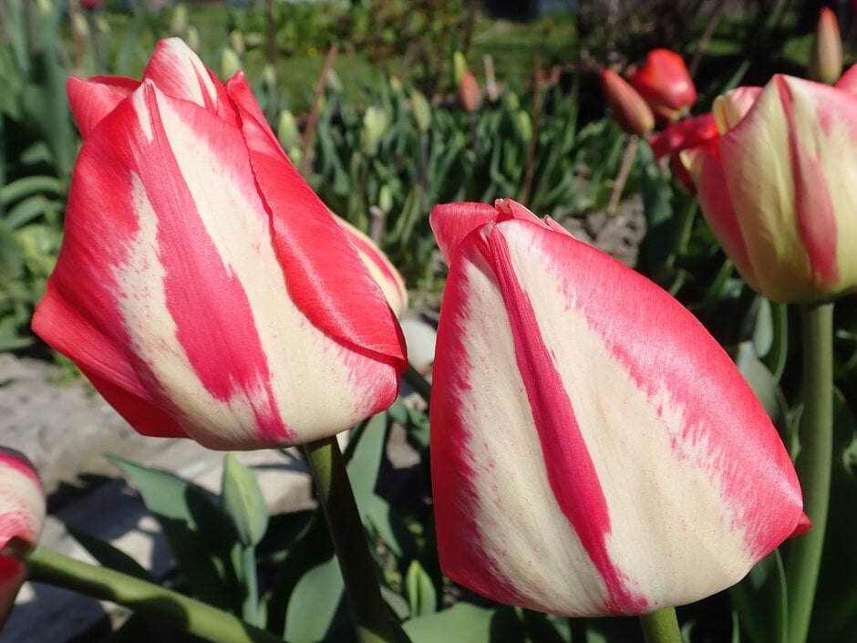tulip 'Spryng Break'