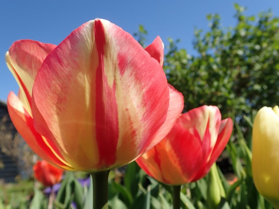 tulip 'Spryng Break'