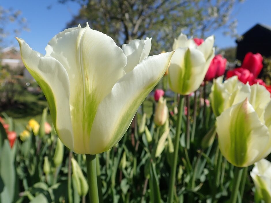 tulip 'Spring Green'