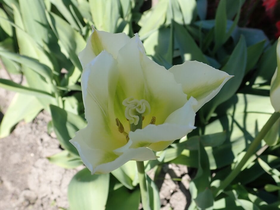 tulip 'Spring Green'