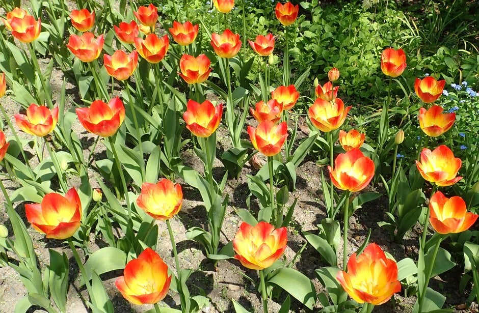 tulip 'Suncatcher'