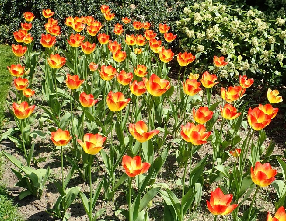tulip 'Suncatcher'