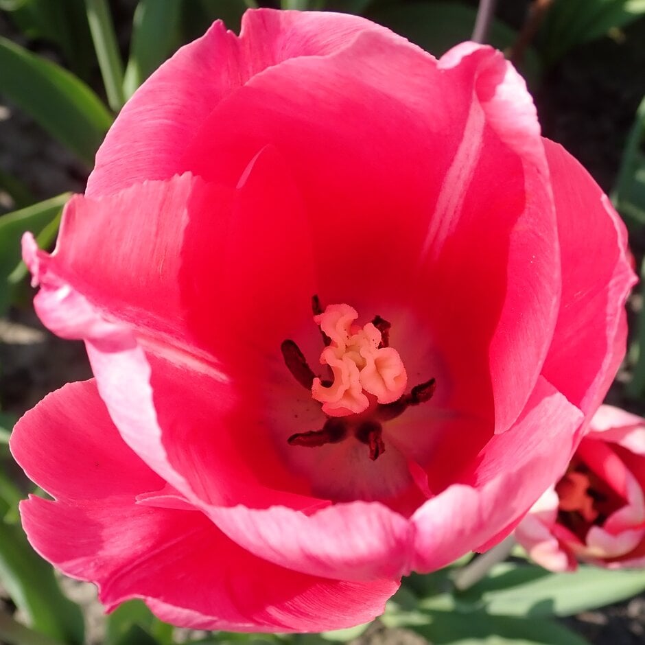 tulip 'Sunset Miami'