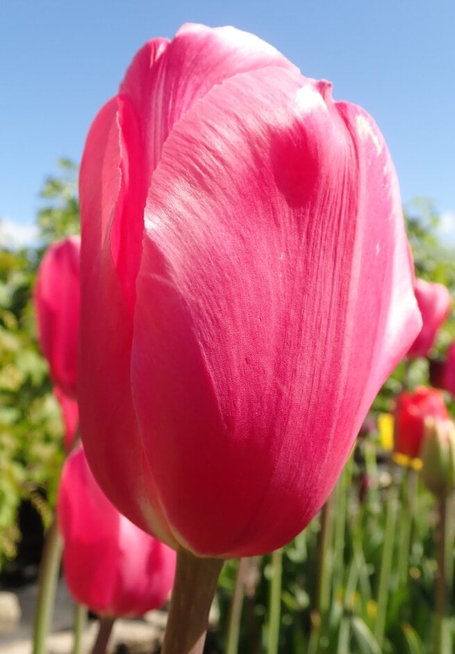 tulip 'Sunset Miami'