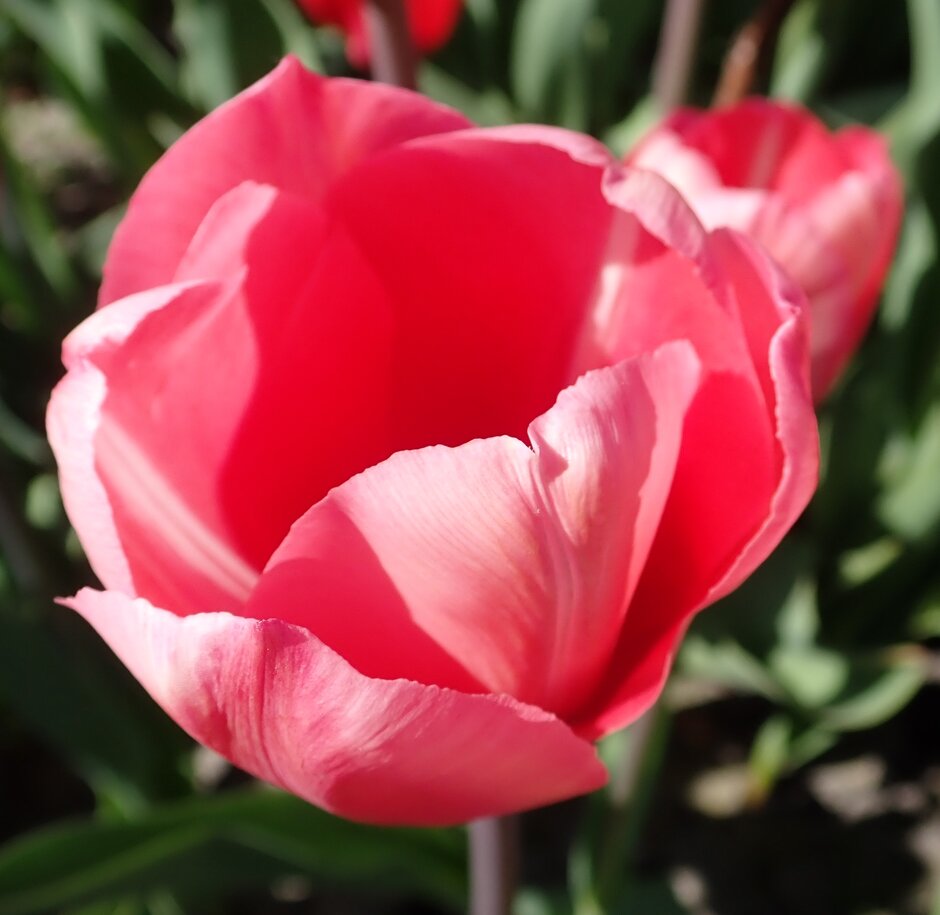 tulip 'Sunset Miami'