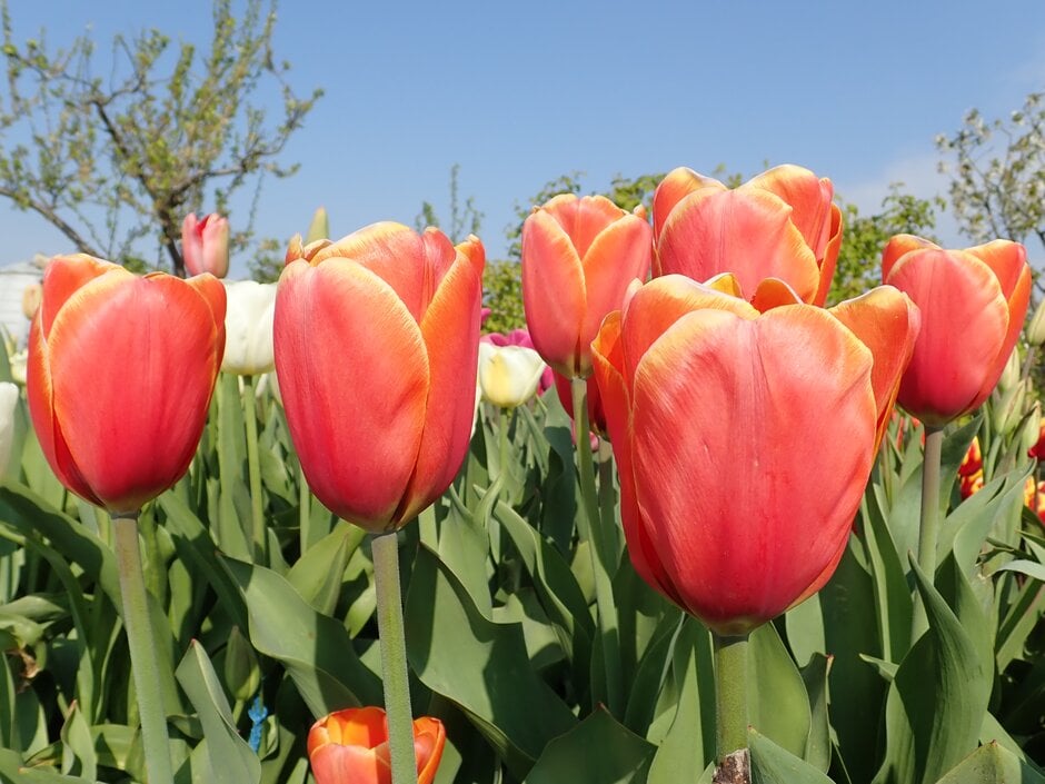 tulip 'Triple A'