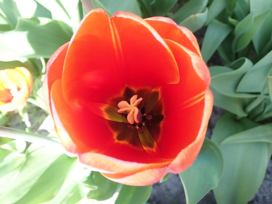 tulip 'Triple A'