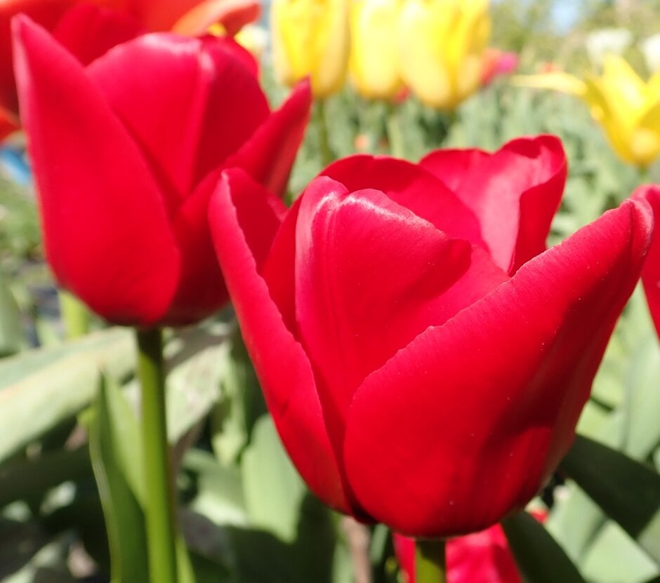 tulip 'Unique de France'