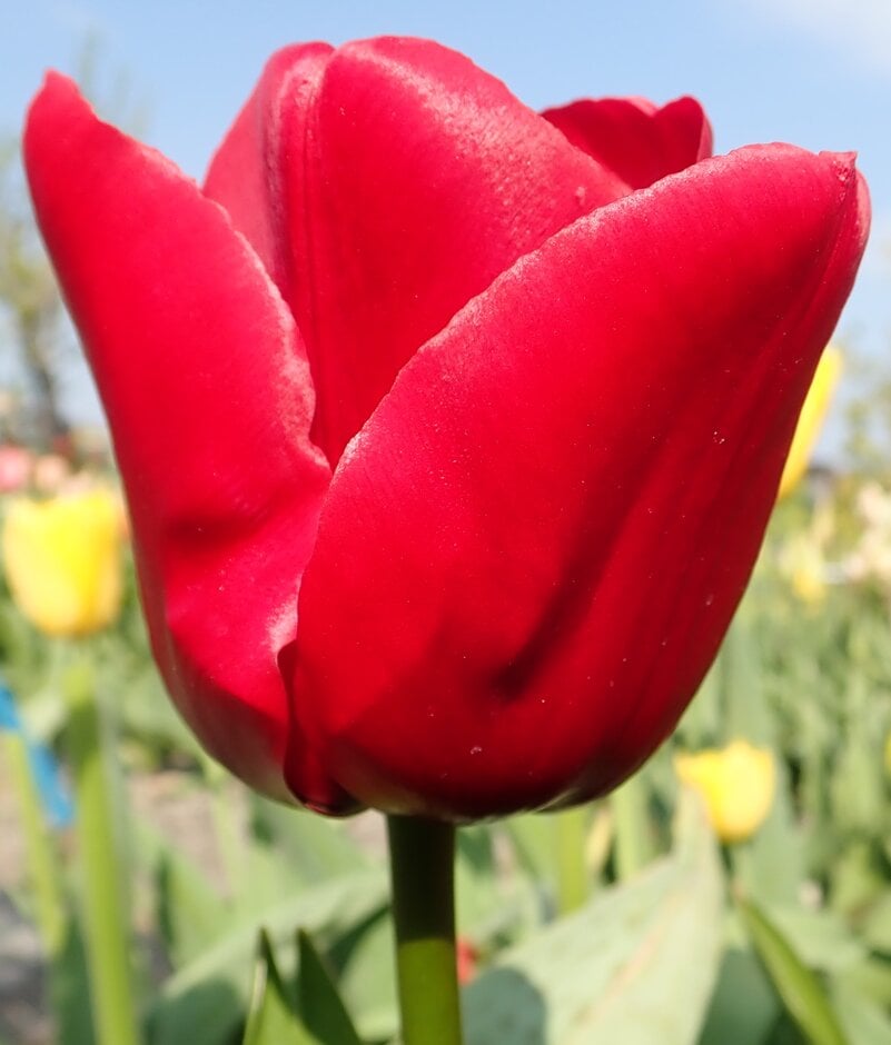 tulip 'Unique de France'