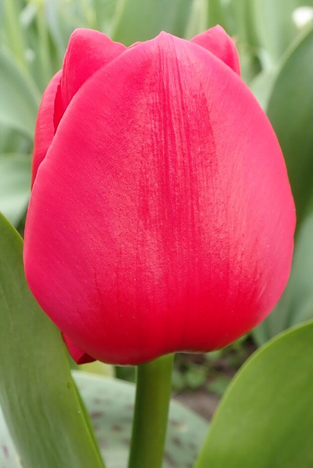 tulip 'Unique de France'