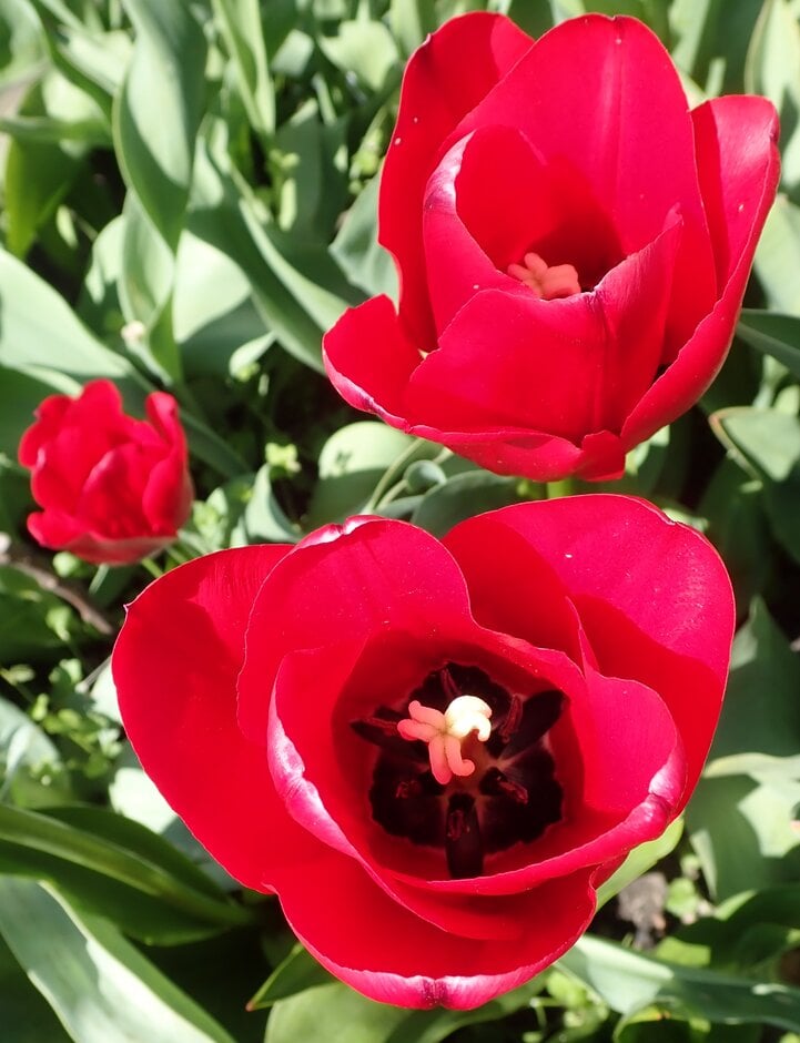 tulip 'Unique de France'