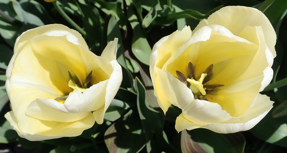 tulip 'Vanilla Cream'