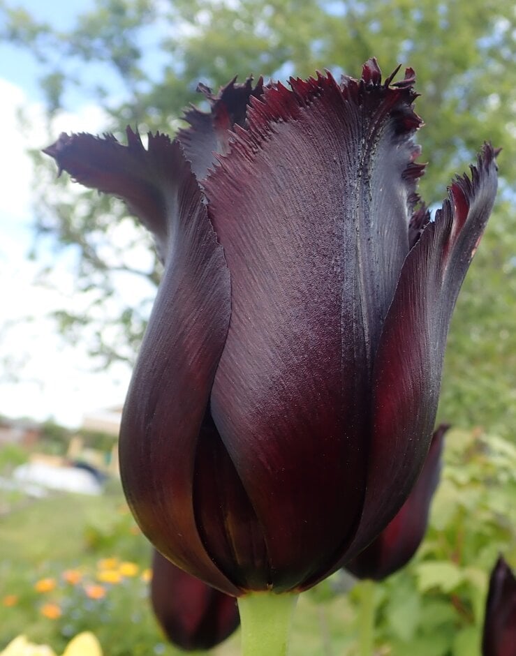 tulip 'Vincent van Gogh'