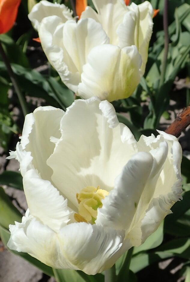 tulip 'White Parrot'