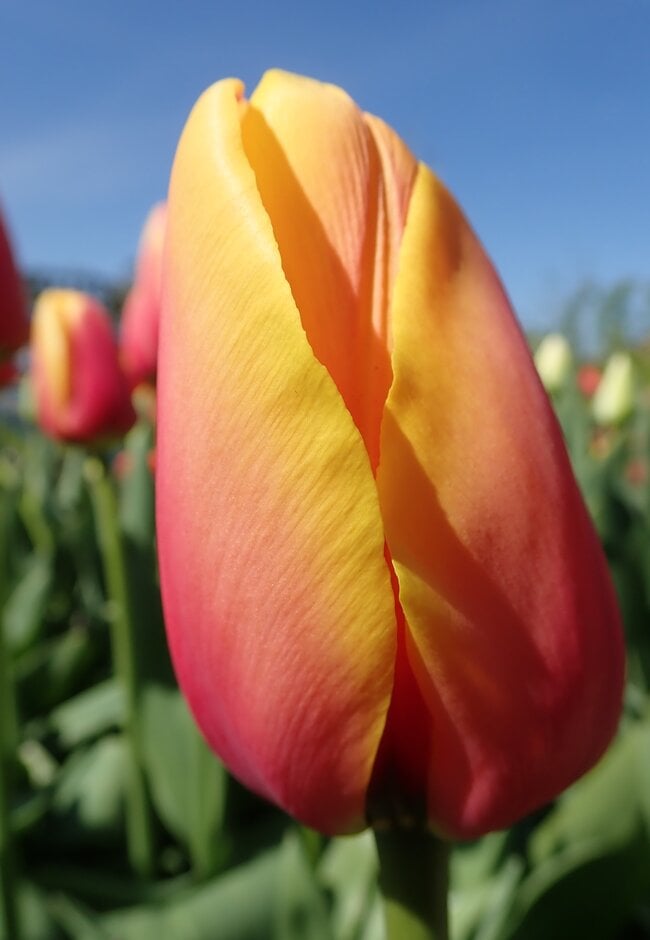 tulip 'World Peace'