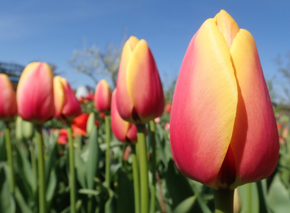 tulip 'World Peace'