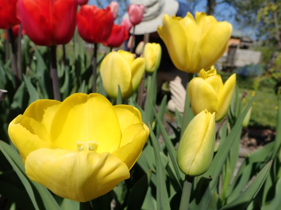 <i>Tulipa</i> 'Yellow Angel' (5)
