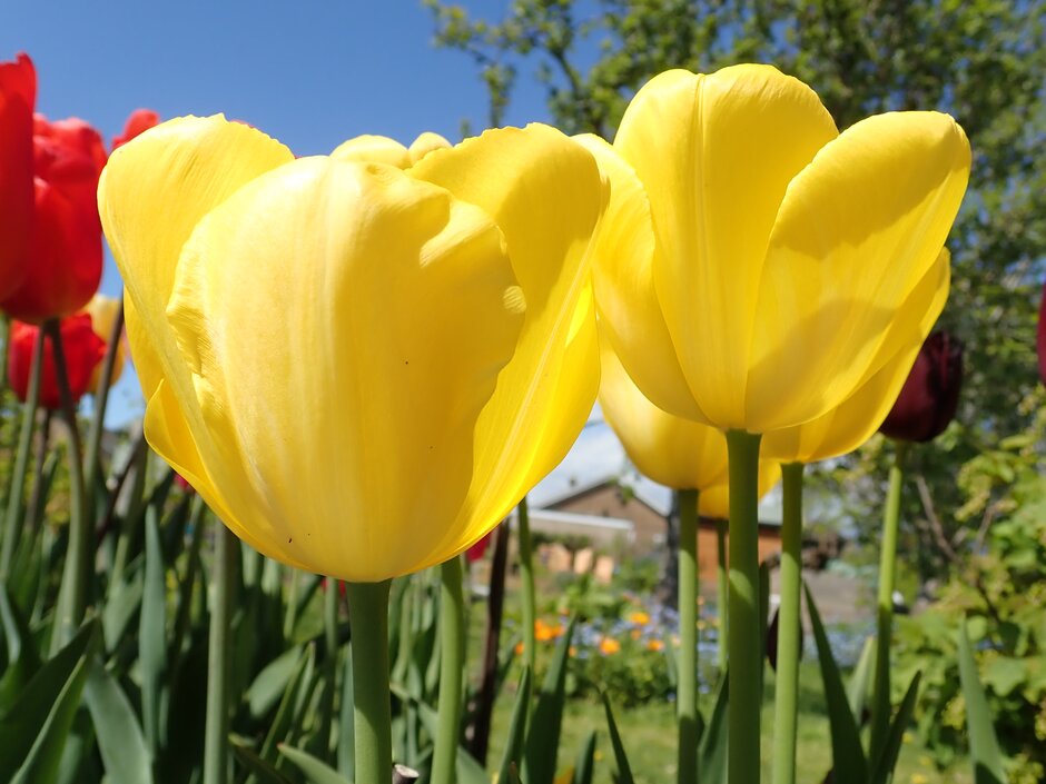 <i>Tulipa</i> 'Yellow Angel' (5)
