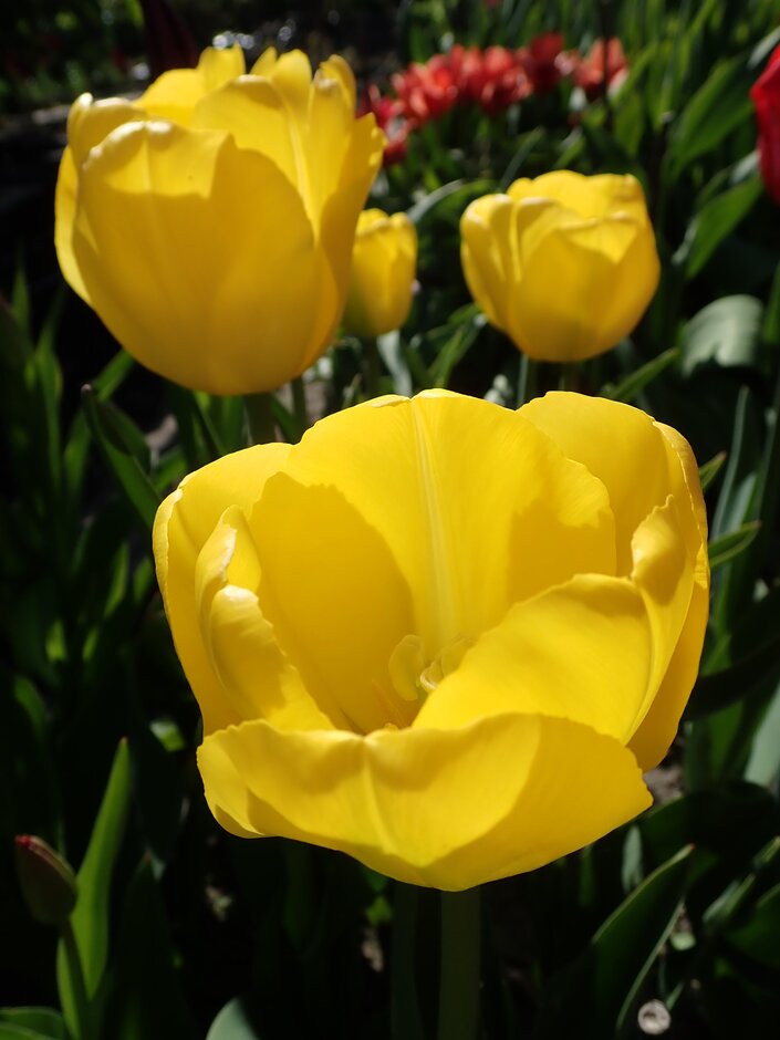 <i>Tulipa</i> 'Yellow Angel' (5)