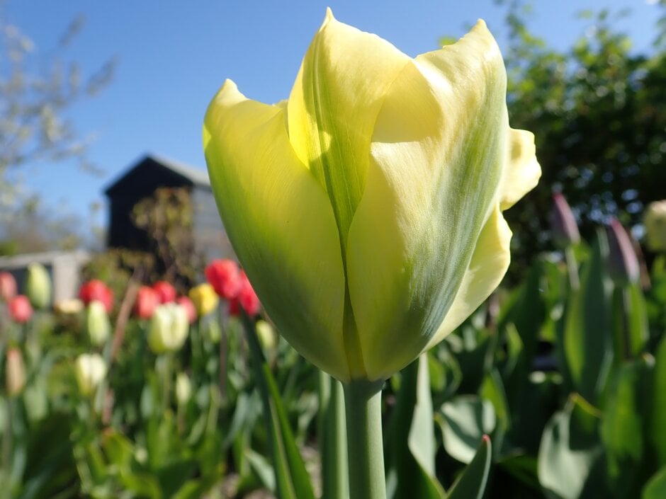 tulip 'Yellow Springgreen'