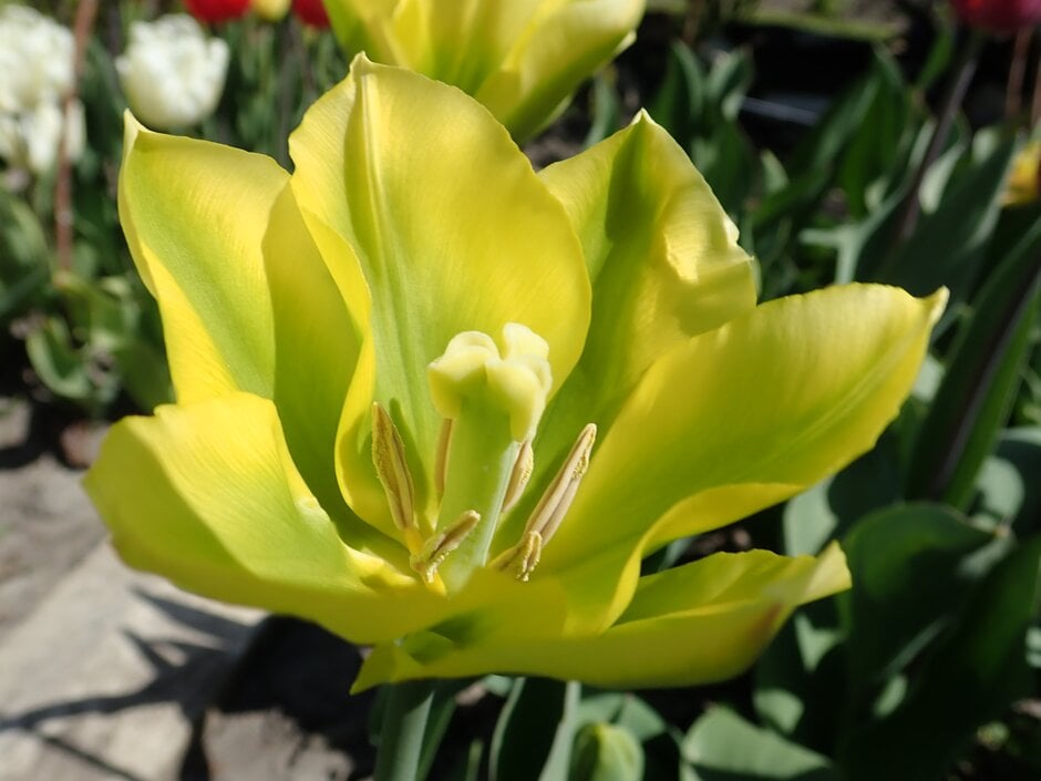 tulip 'Yellow Springgreen'