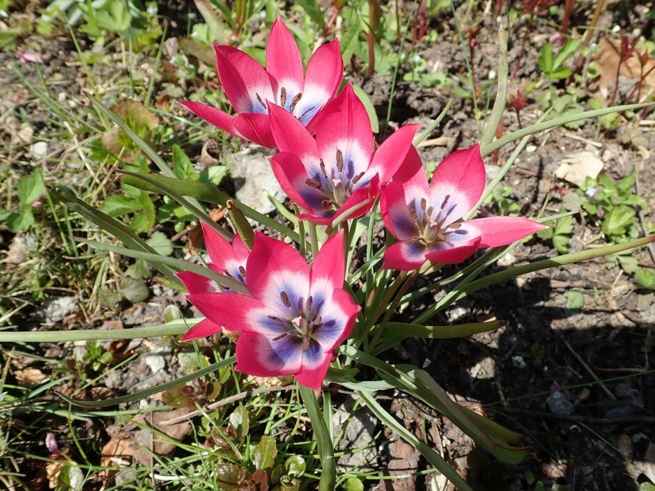 tulip 'Little Beauty'