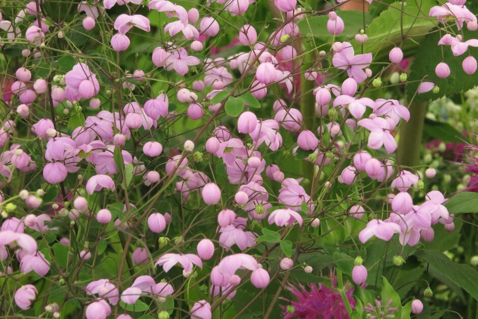 meadow rue 'Splendide'