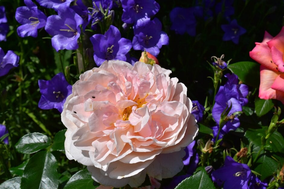 rose [The Wren]