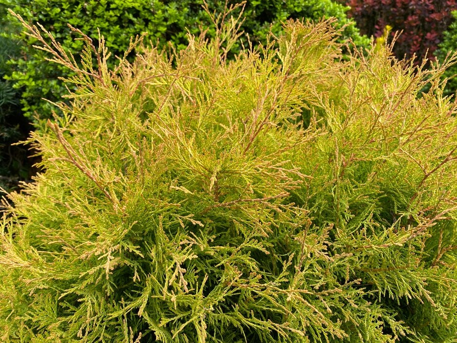 white cedar 'Rheingold'