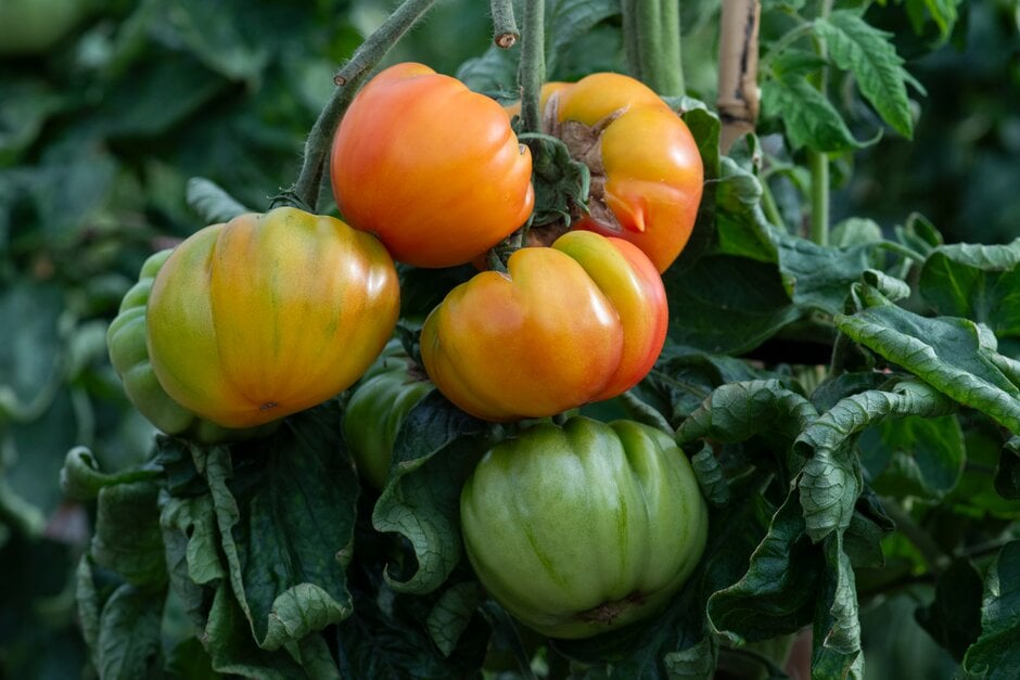 <em>Solanum</em> <em>lycopersicum</em> 'Ananas'