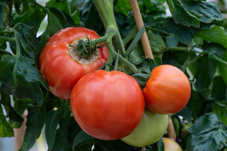 tomato 'Big Daddy'