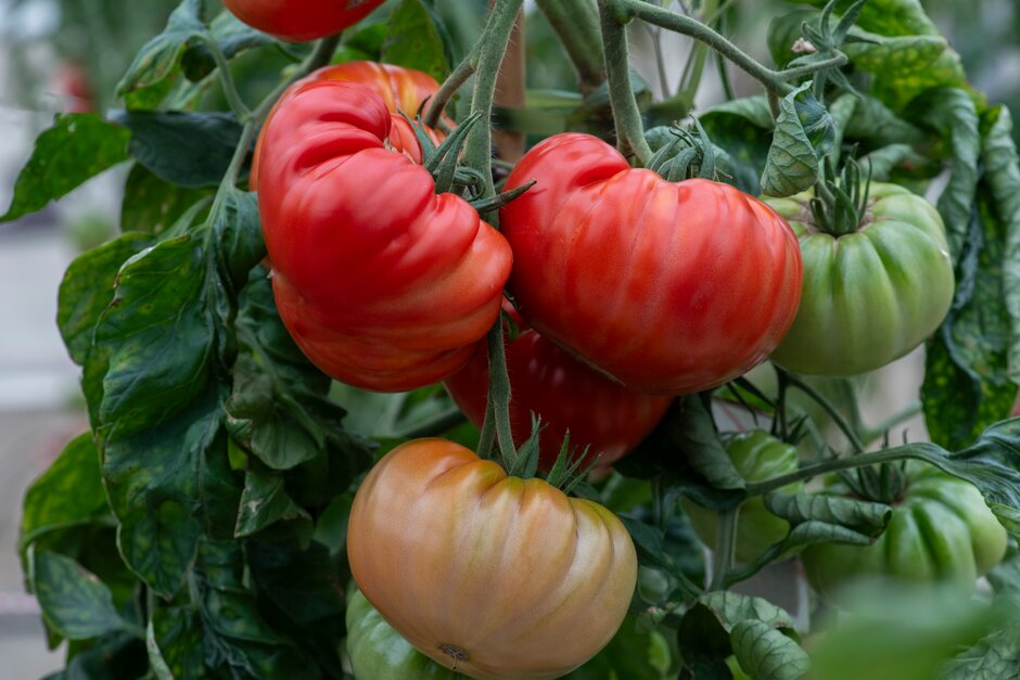 tomato 'Buffalosteak'