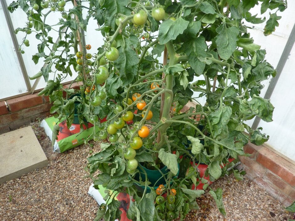 tomato 'Sungold'