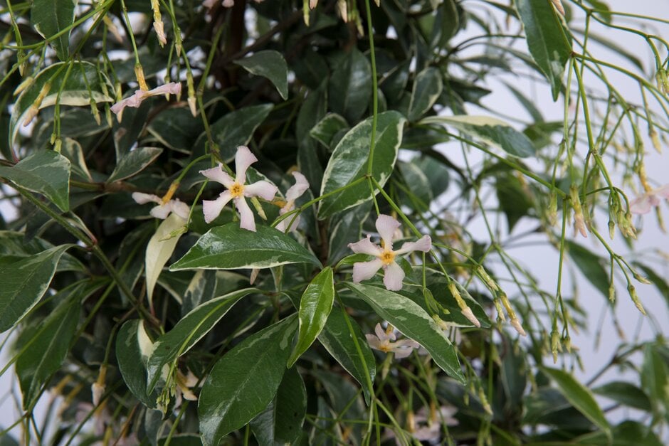 Asiatic jasmine [Star of Milano]