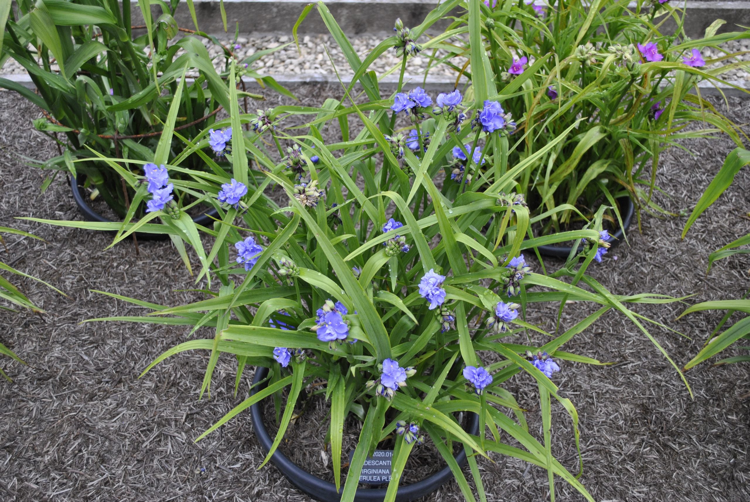 <i>Tradescantia</i> <i>virginiana</i> 'Caerulea Plena' (d)