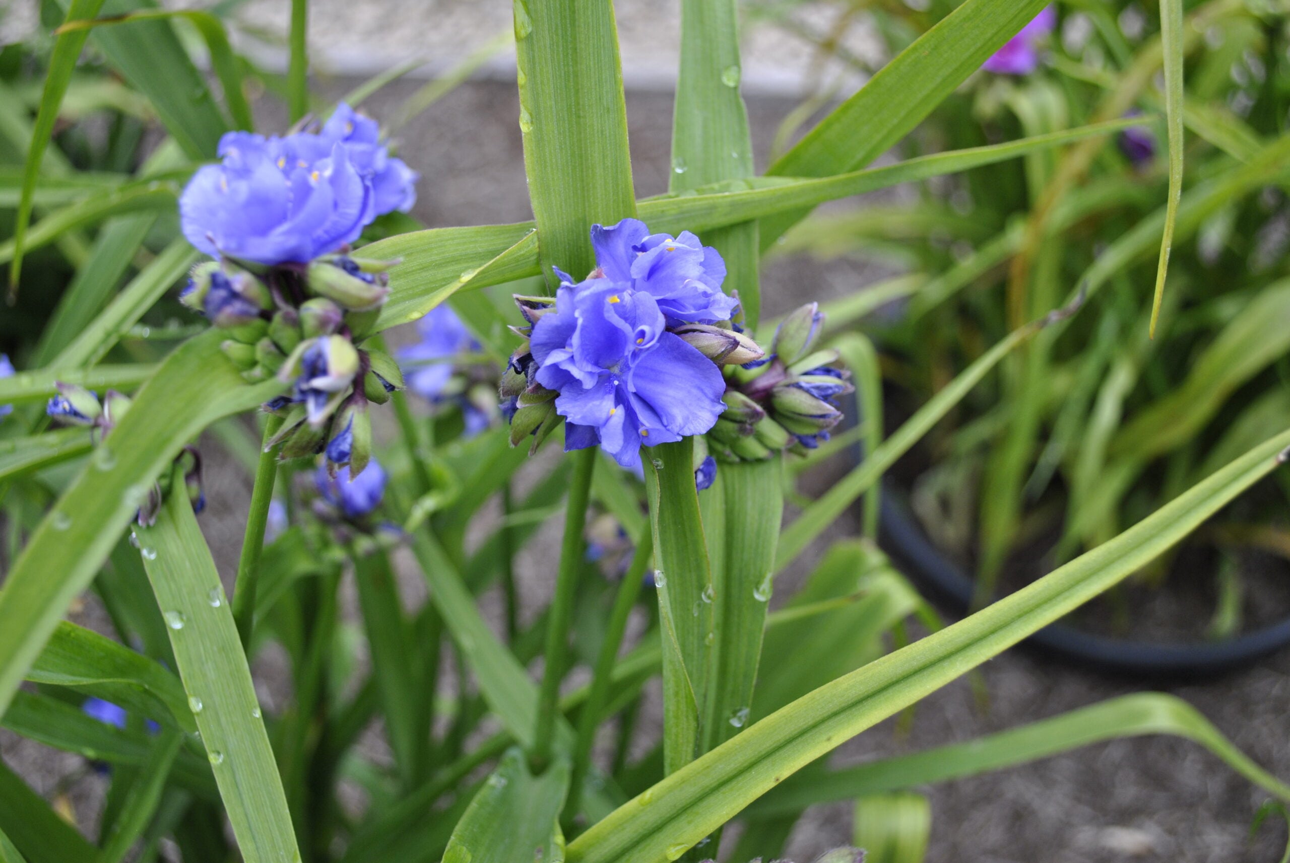 <i>Tradescantia</i> <i>virginiana</i> 'Caerulea Plena' (d)