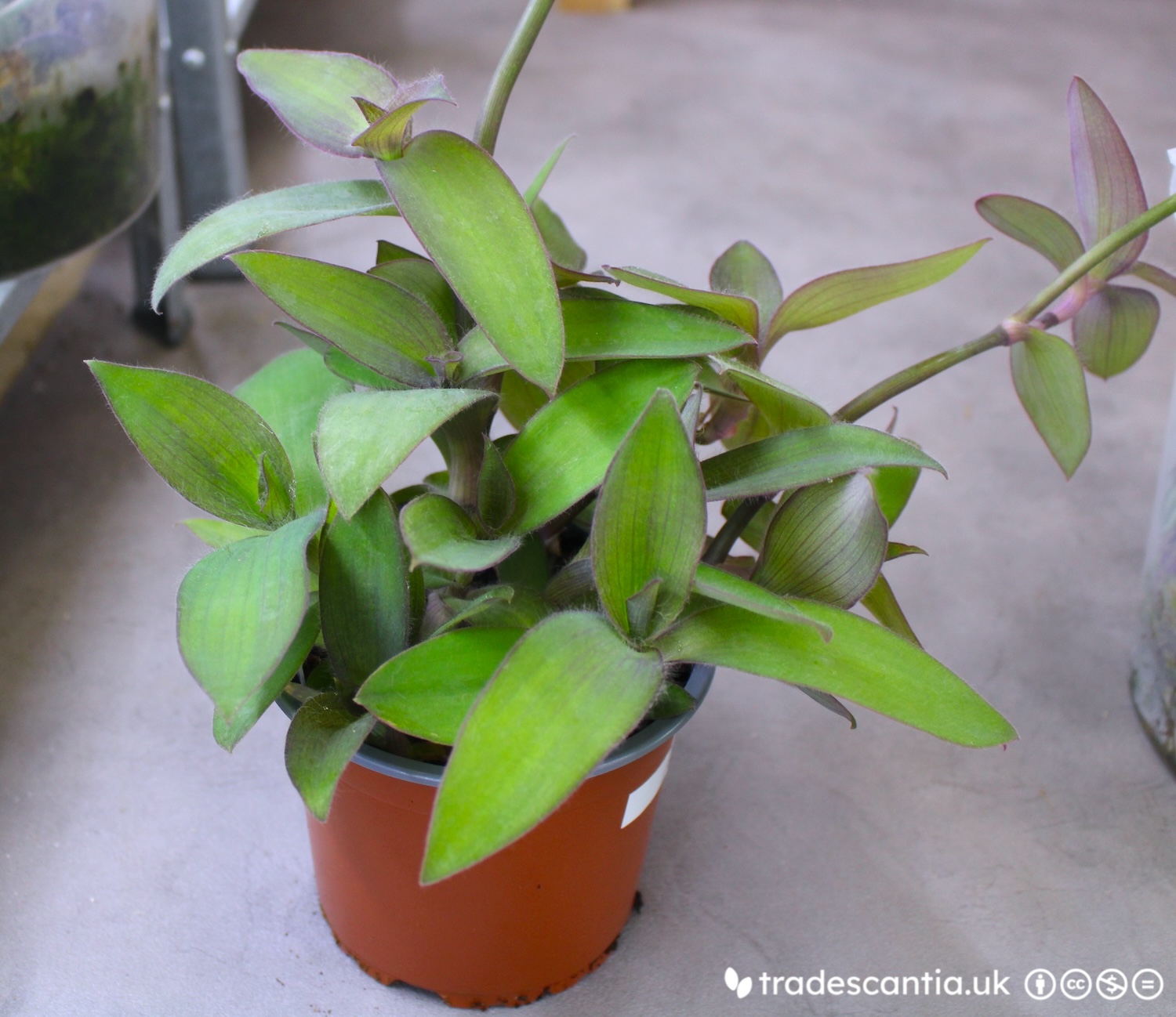 <em>Tradescantia</em> <em>pallida</em> 'Froglet'