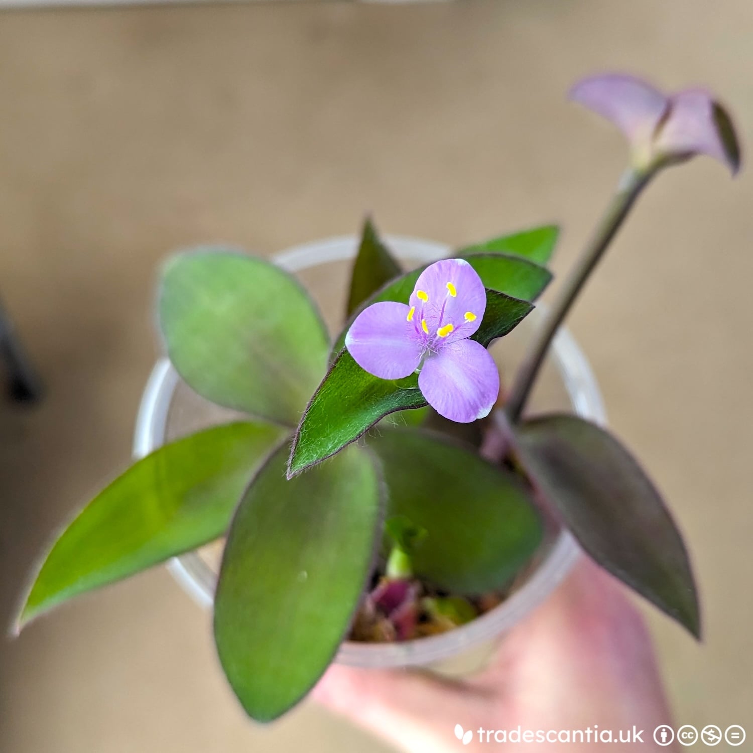 <em>Tradescantia</em> <em>pallida</em> 'Froglet'