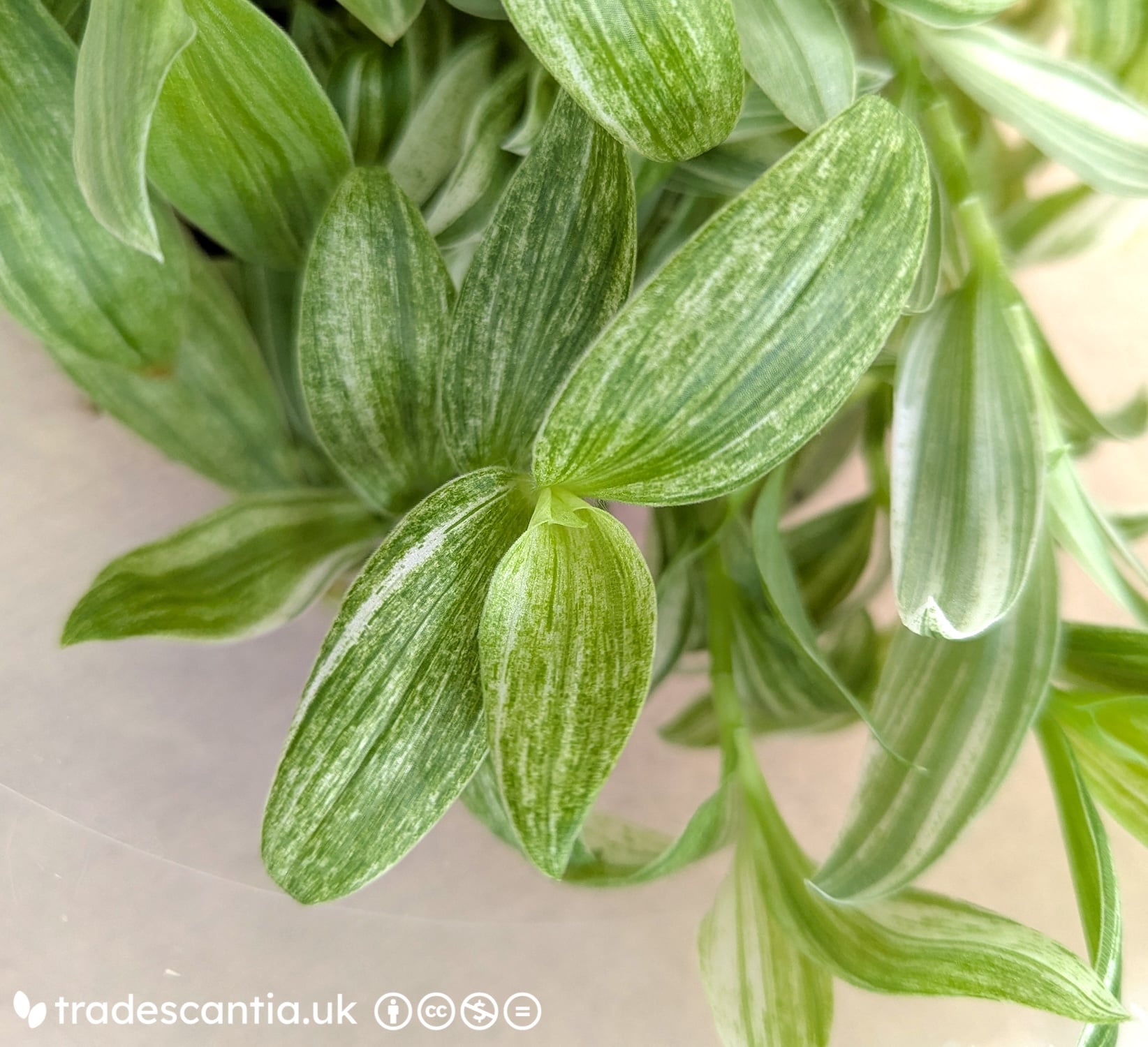 <em>Tradescantia</em> 'Jara' (v)