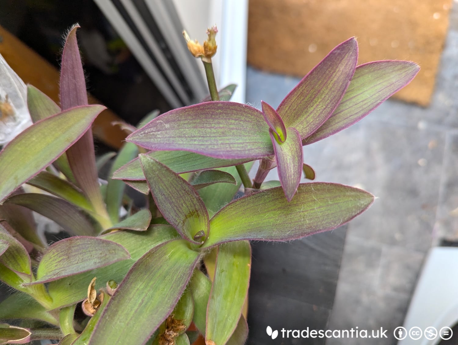 <em>Tradescantia</em> <em>pallida</em> 'Raindrop'