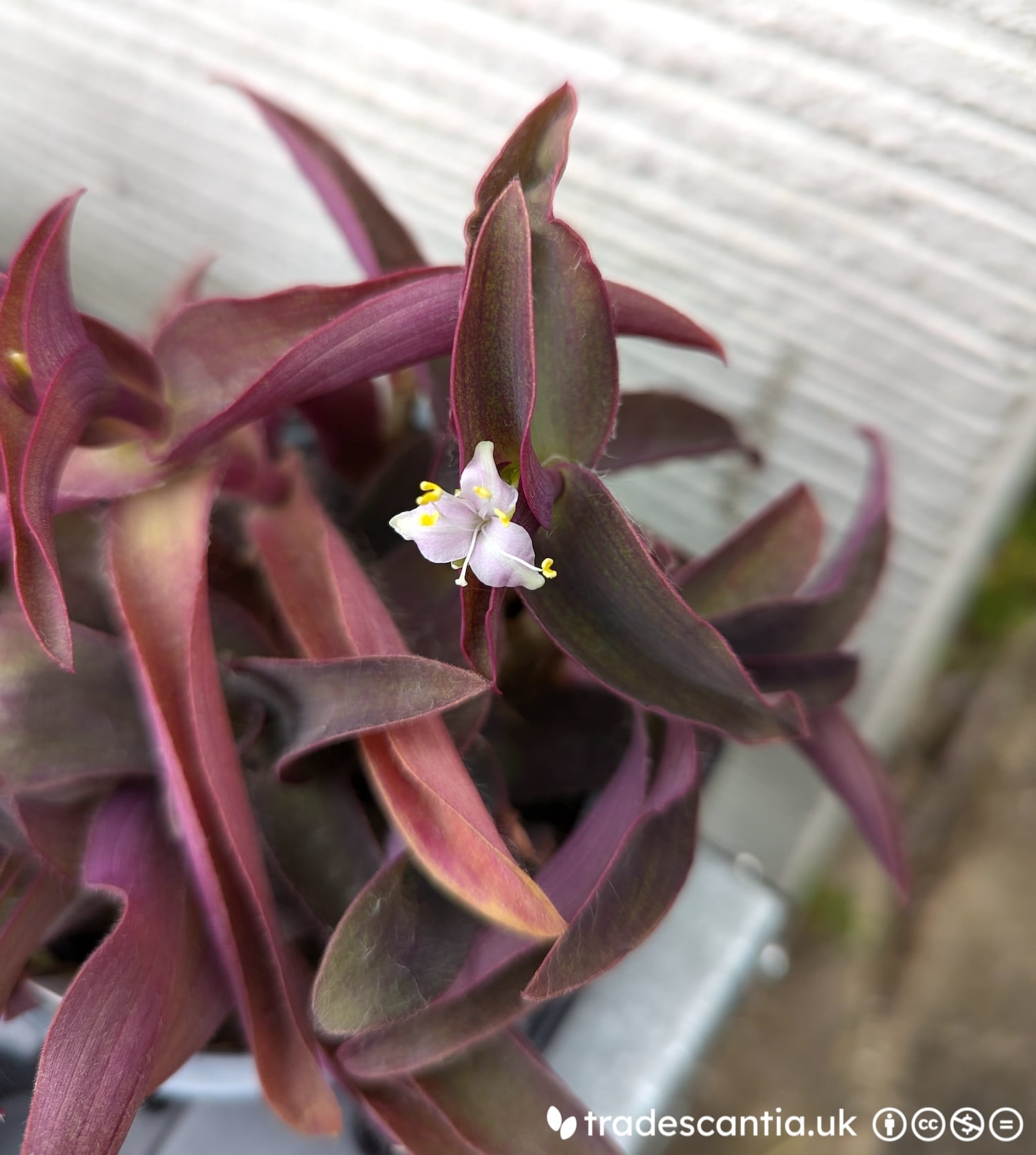 <em>Tradescantia</em> <em>pallida</em> 'Raindrop'