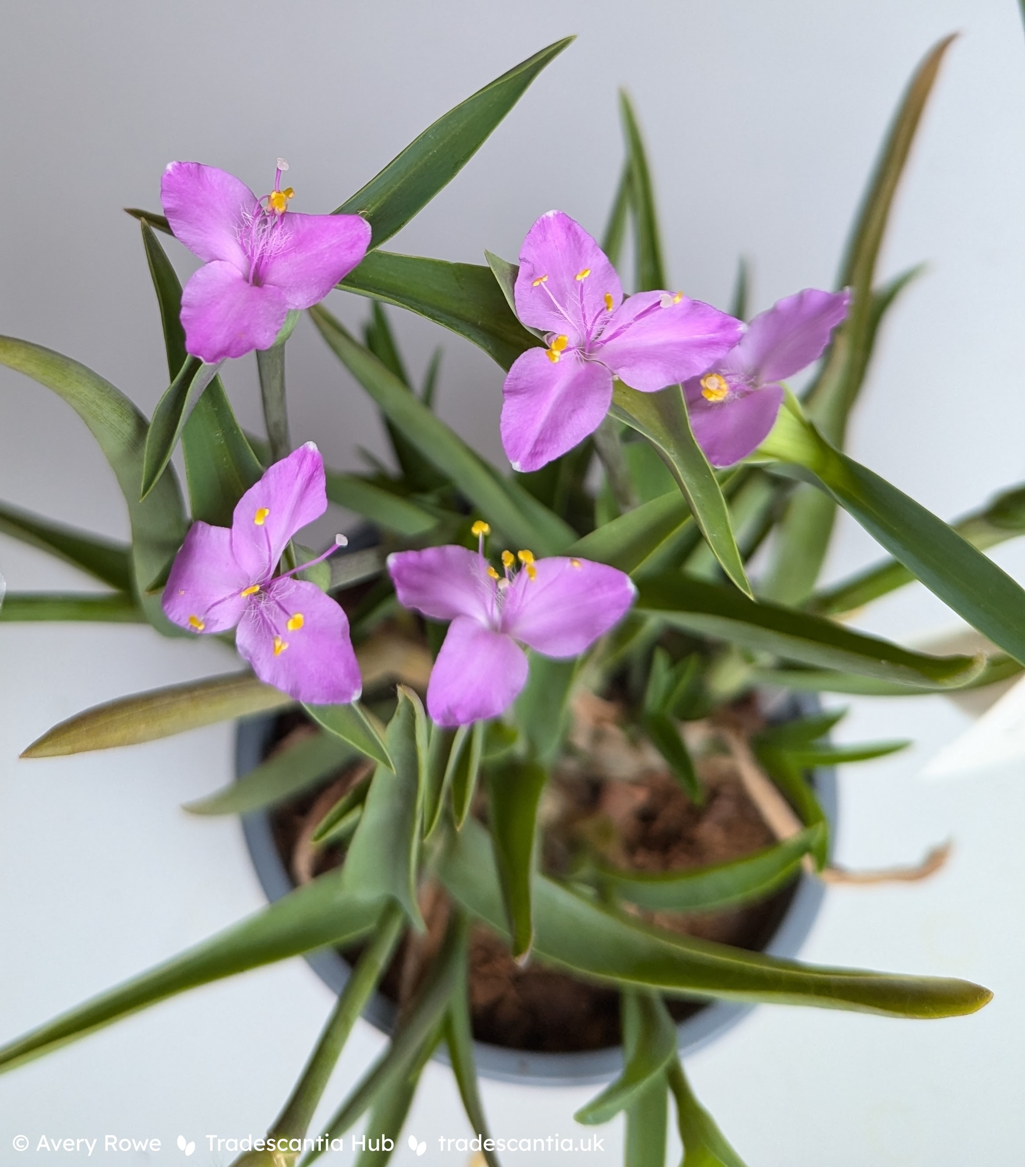 <em>Tradescantia</em> 'Raspberry Ruffle'