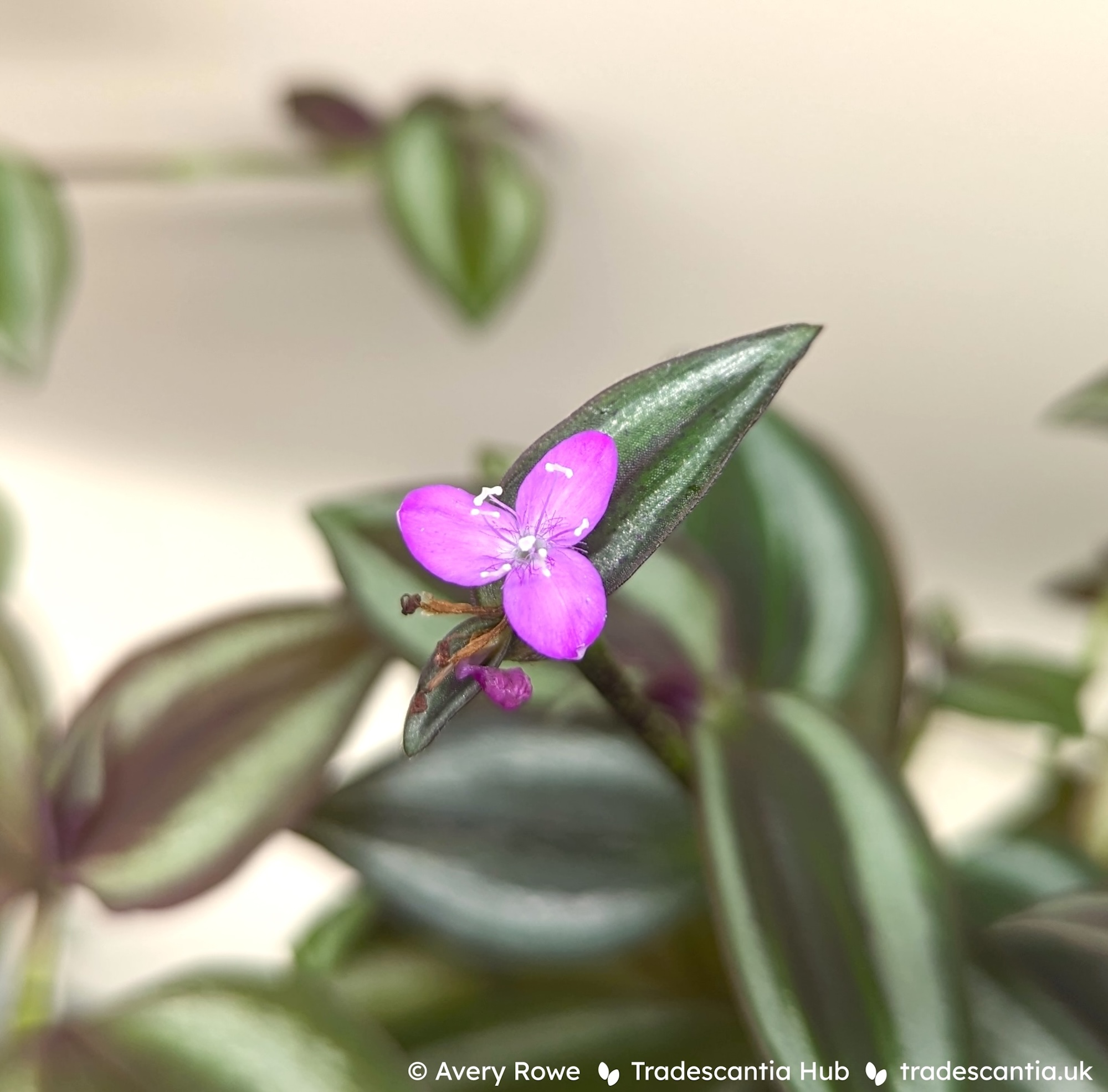 <em>Tradescantia</em> <em>zebrina</em> 'Sepia Grain' (v)