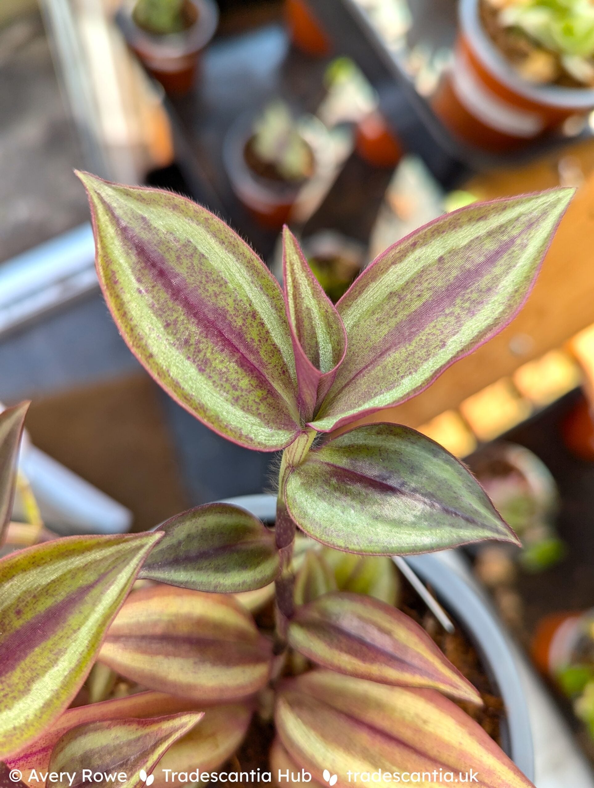 <em>Tradescantia</em> <em>zebrina</em> 'Sepia Grain' (v)