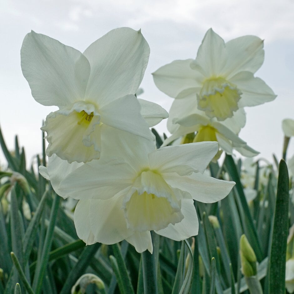 daffodil 'Tresamble'