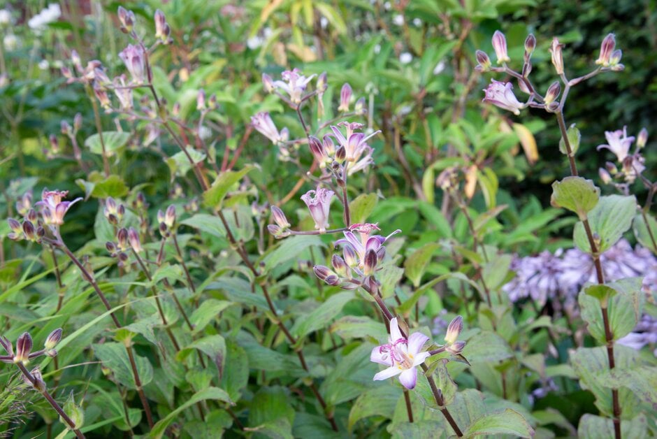 toad lily 'Tojen'
