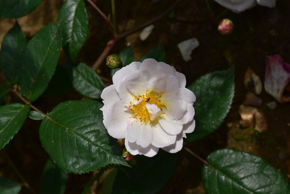 rose 'Trier'