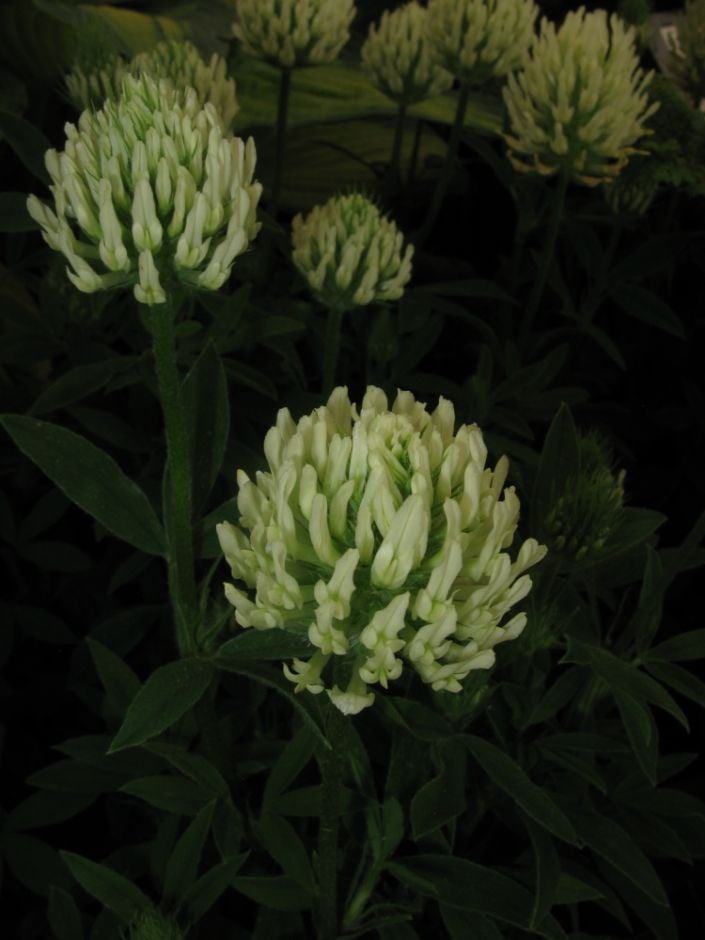 sulphur clover
